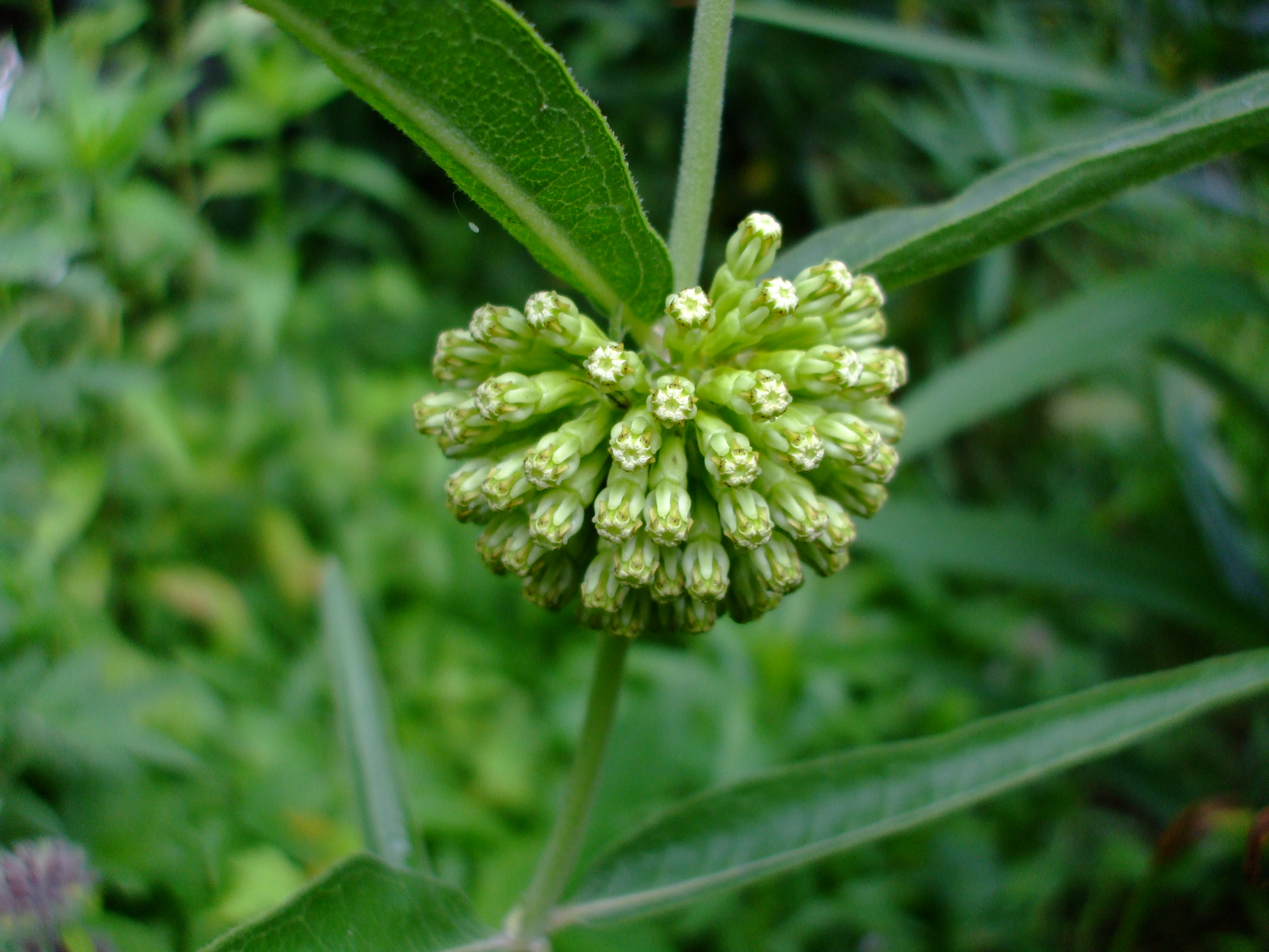 Asclepias viridiflora